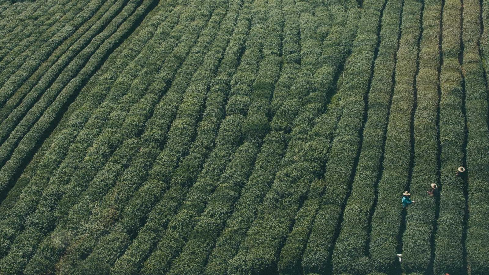 VOO:Warren Buffettが推奨するS&P 500 ETFの全て